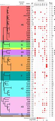 Genetic Variants of the DSF Quorum Sensing System in Stenotrophomonas maltophilia Influence Virulence and Resistance Phenotypes Among Genotypically Diverse Clinical Isolates